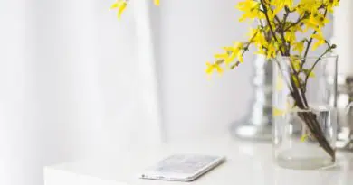Les bienfaits des fleurs d'intérieur