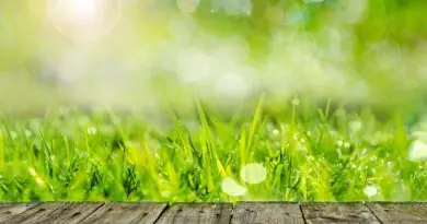 Enlever les mauvaises herbes