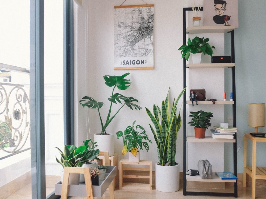 Des plantes d'intérieur