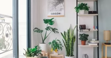Des plantes d'intérieur