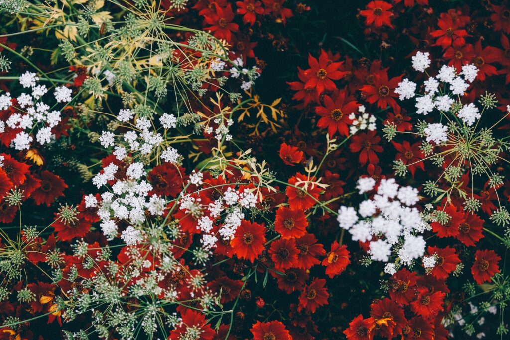 Des plantes pour la décoration de Noël