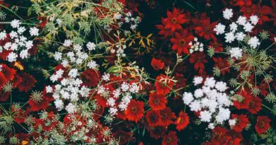 Des plantes pour la décoration de Noël