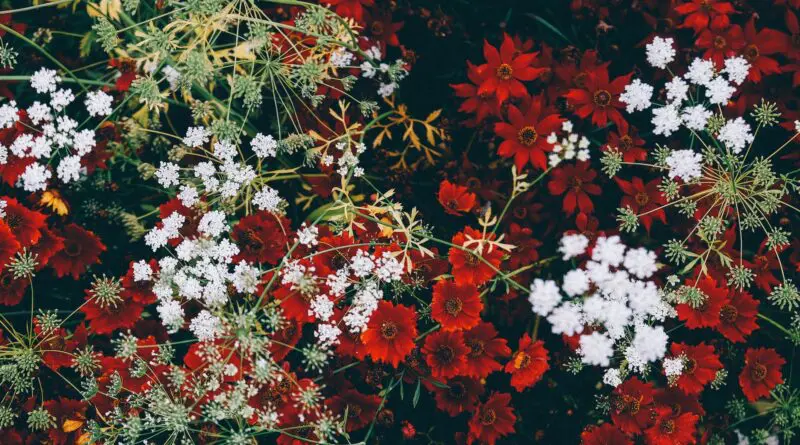 Des plantes pour la décoration de Noël