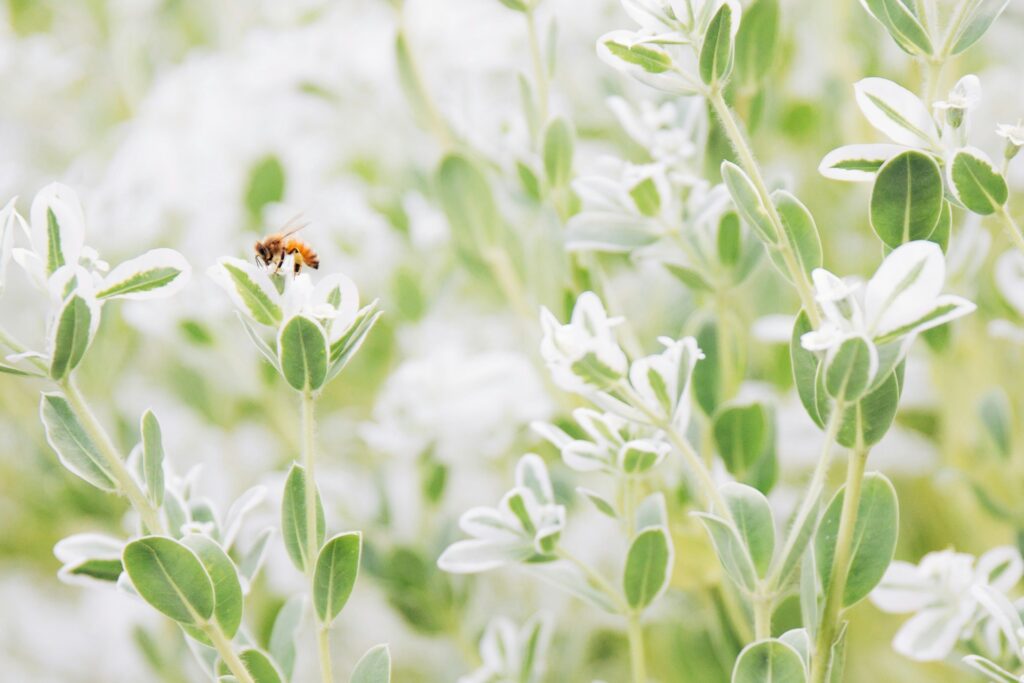 Les insectes dans le jardin