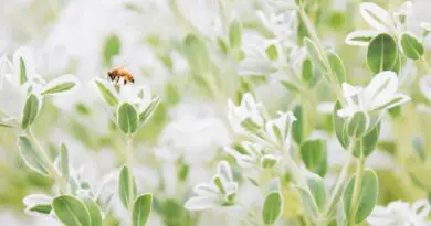 Les insectes dans le jardin