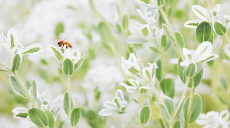 Les insectes dans le jardin