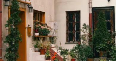 Les plantes d'été